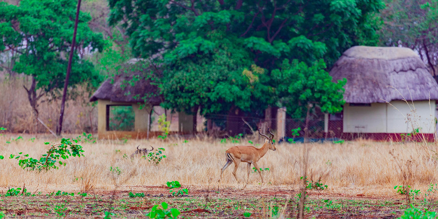 What to Do in Senegal: Safari in the Bandia Reserve